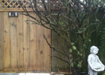 Timber Fencing Cleaning