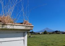 Grass Growing From Gutters