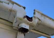 Clogged Gutter & Downpipe