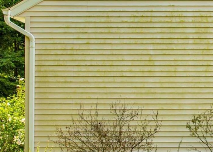 Algae spraying and House Wash Taranaki